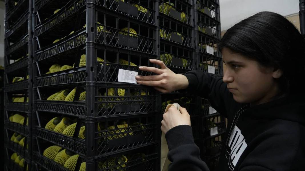 Talebe yetişemiyorlar, adeta yok satıyor! O ilimizde yerli tropikal meyve hasadı başladı 5